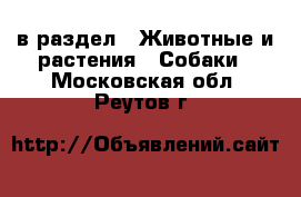  в раздел : Животные и растения » Собаки . Московская обл.,Реутов г.